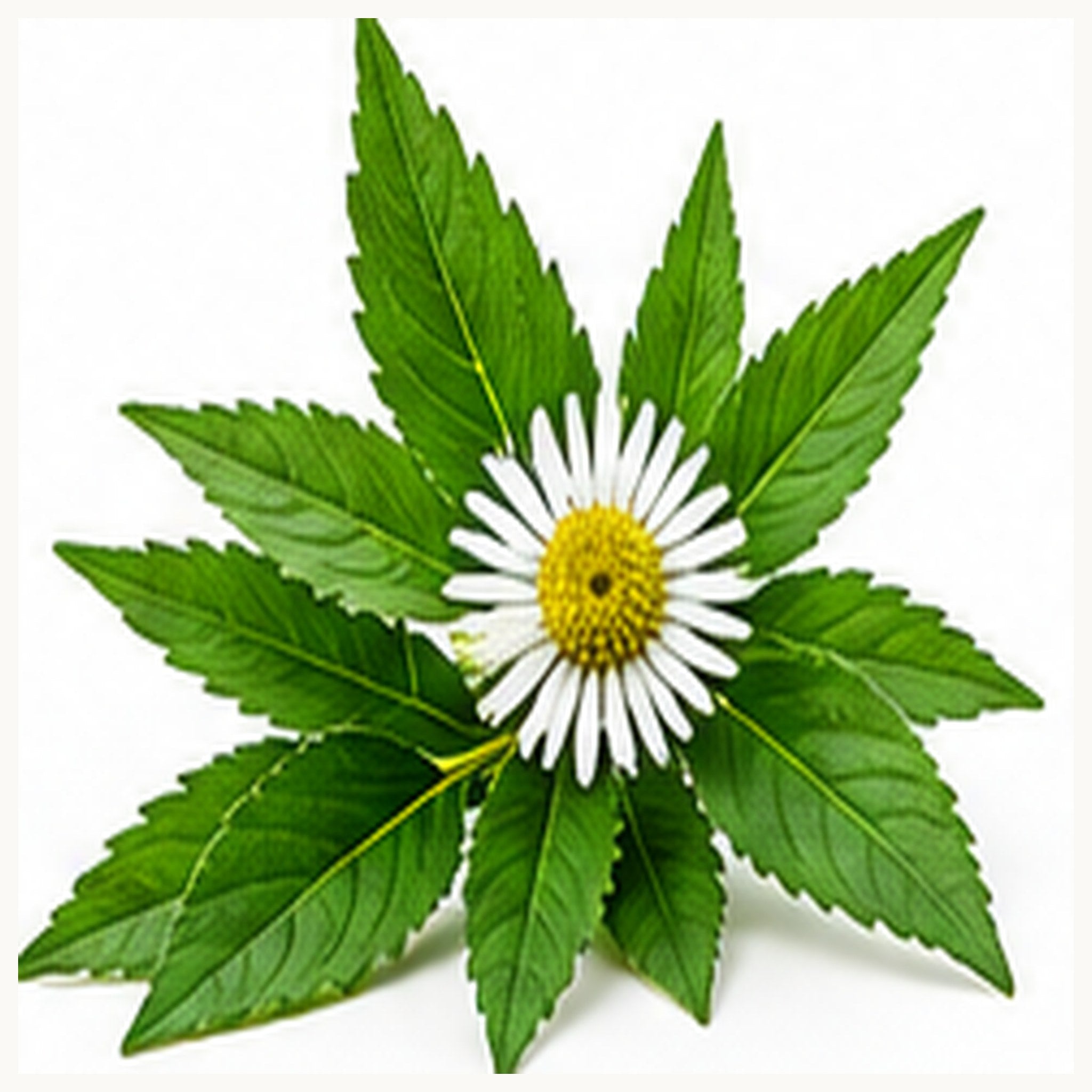 Bhringraj — The Ayurvedic Hair Herb