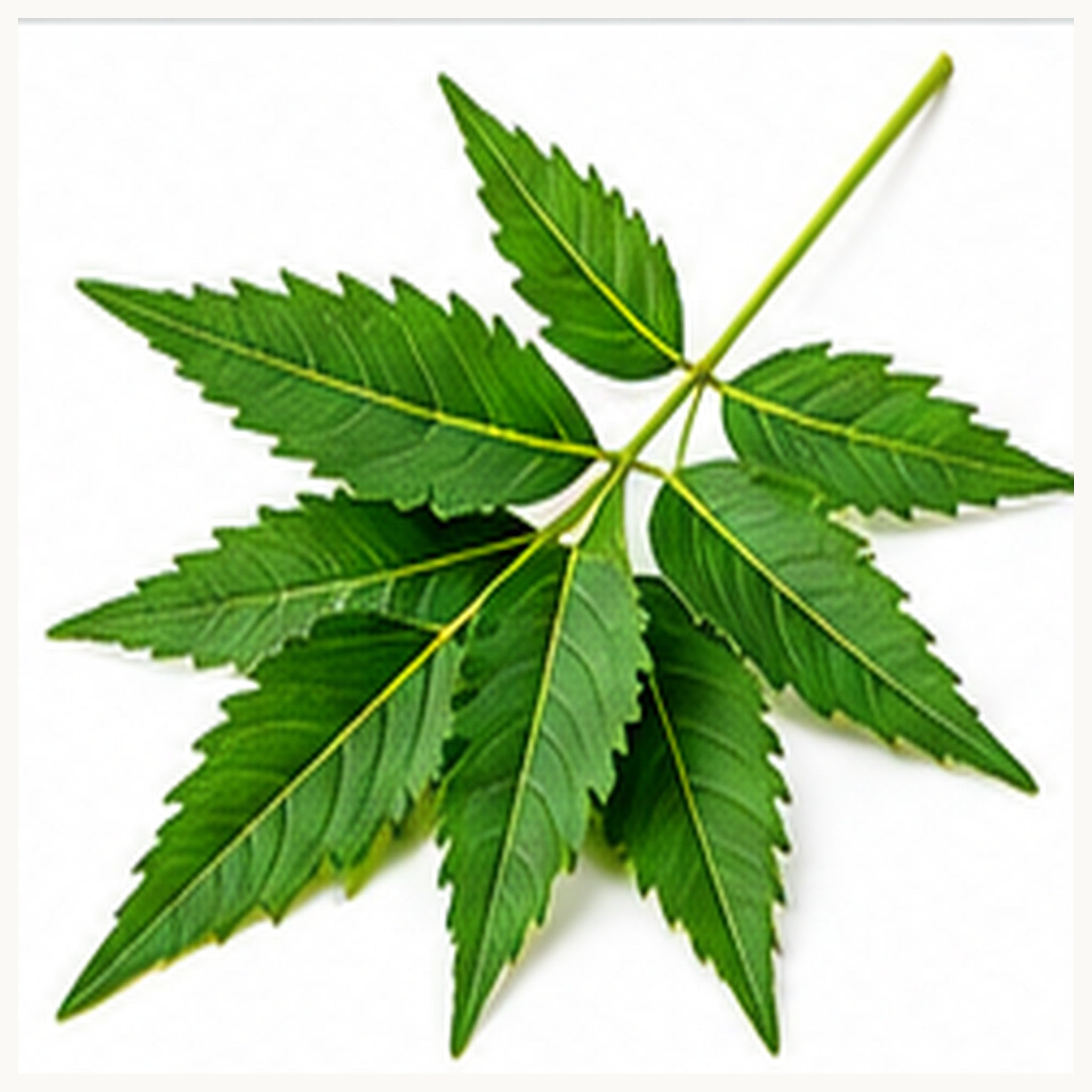 Neem — Purify & Refresh