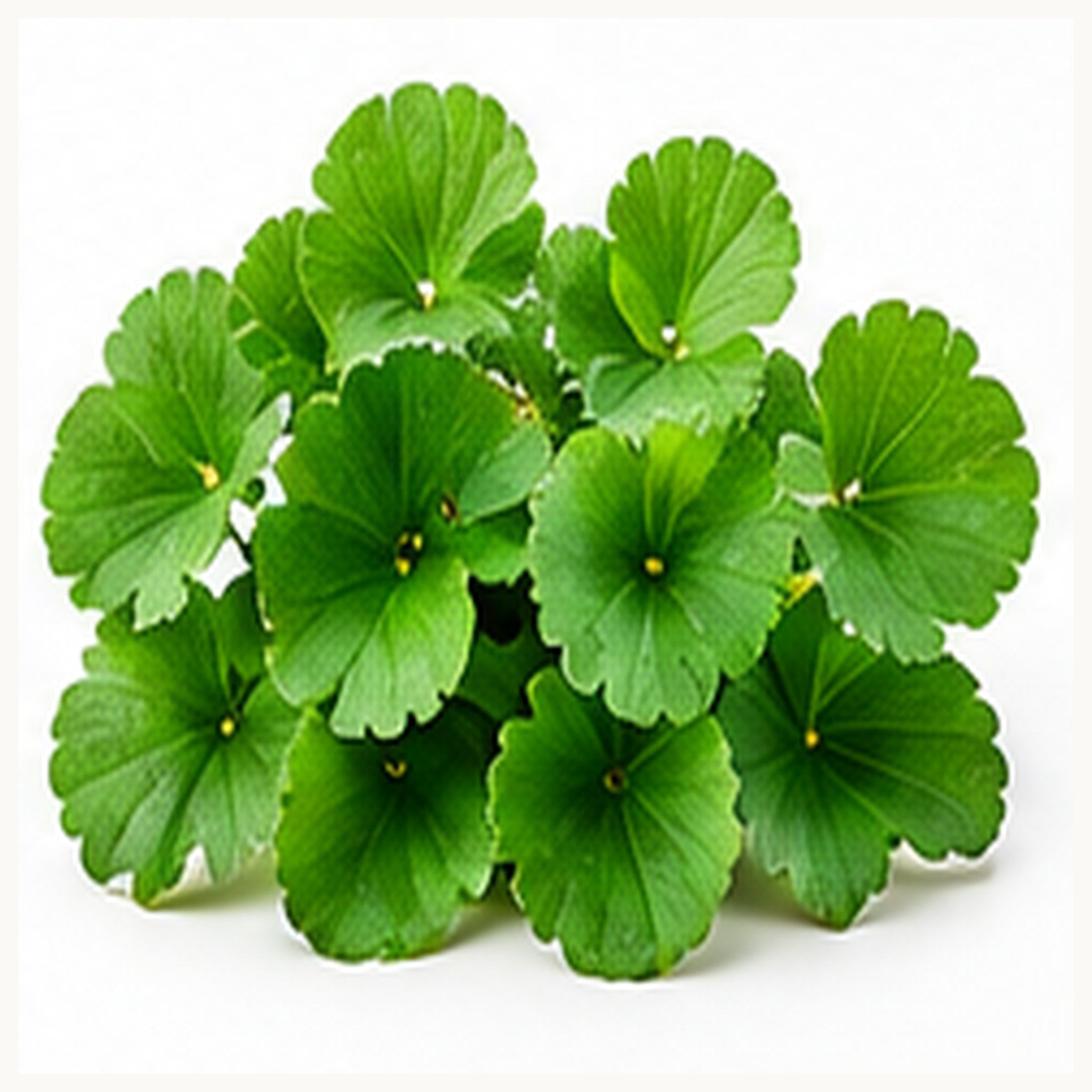 Brahmi — Nourish Your Hair Follicles