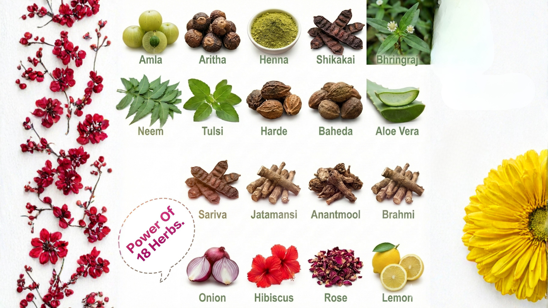 Elvae Power Of 18 Herbs Banner